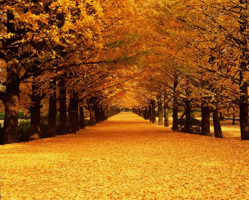 Magical Walkways