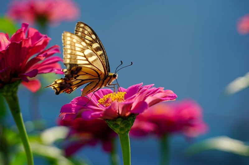 Butterfly Bush