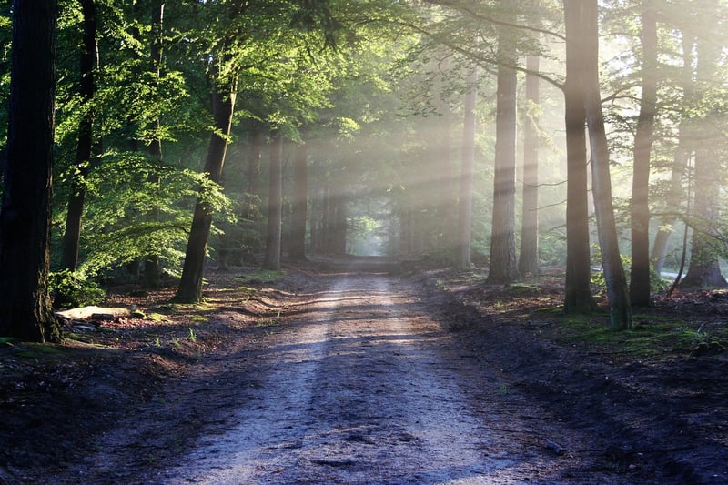 Mysterious Forest Path