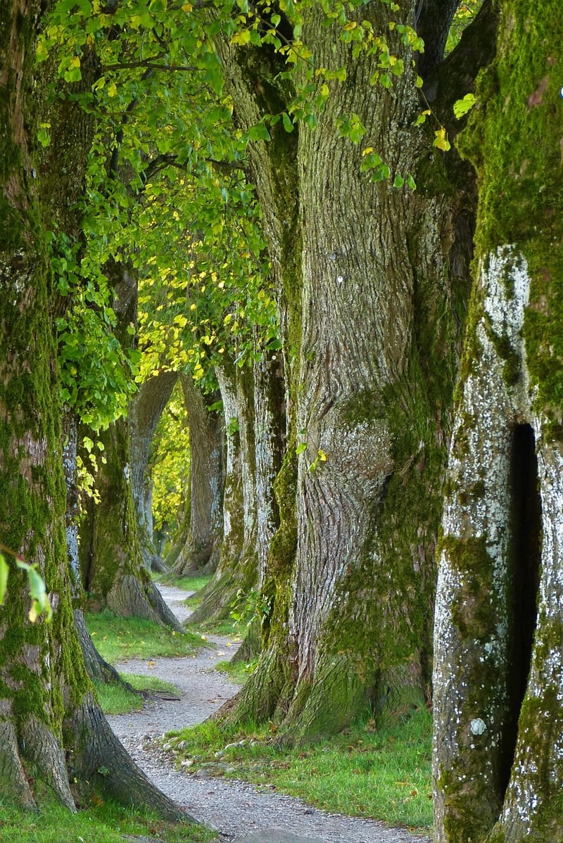 Moss-Covered Pathway