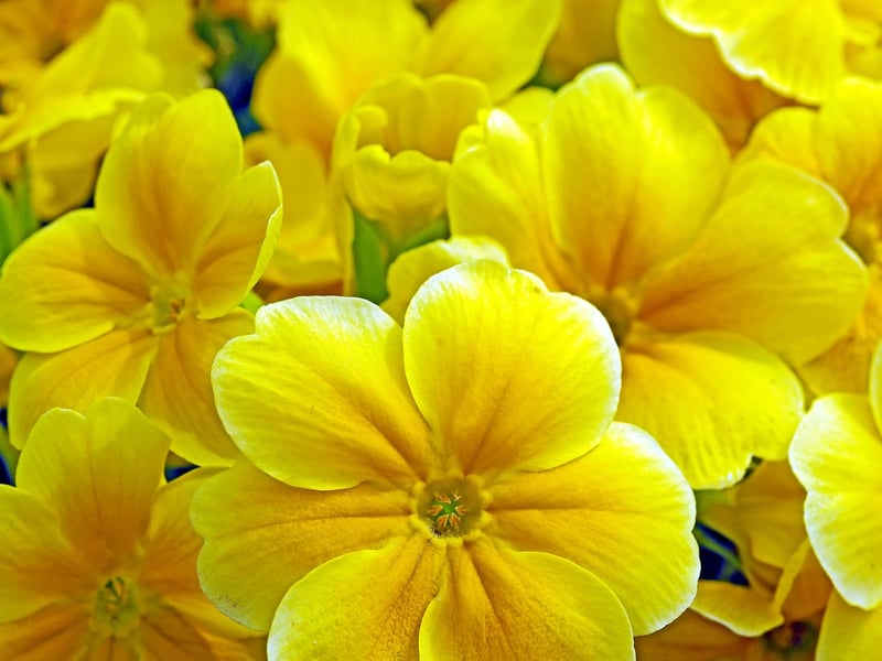Fairy Primrose